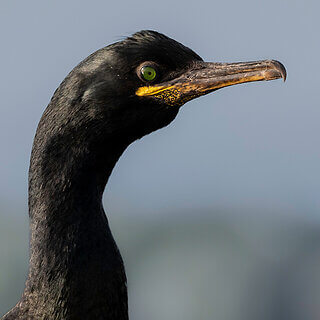 Farne Islands - Shag